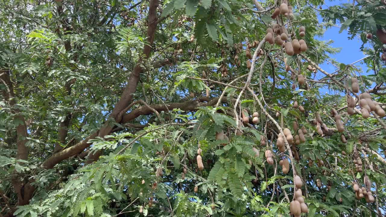 在塔希提岛，一串串棕色的罗望子果实挂在树枝上随风摇曳视频素材