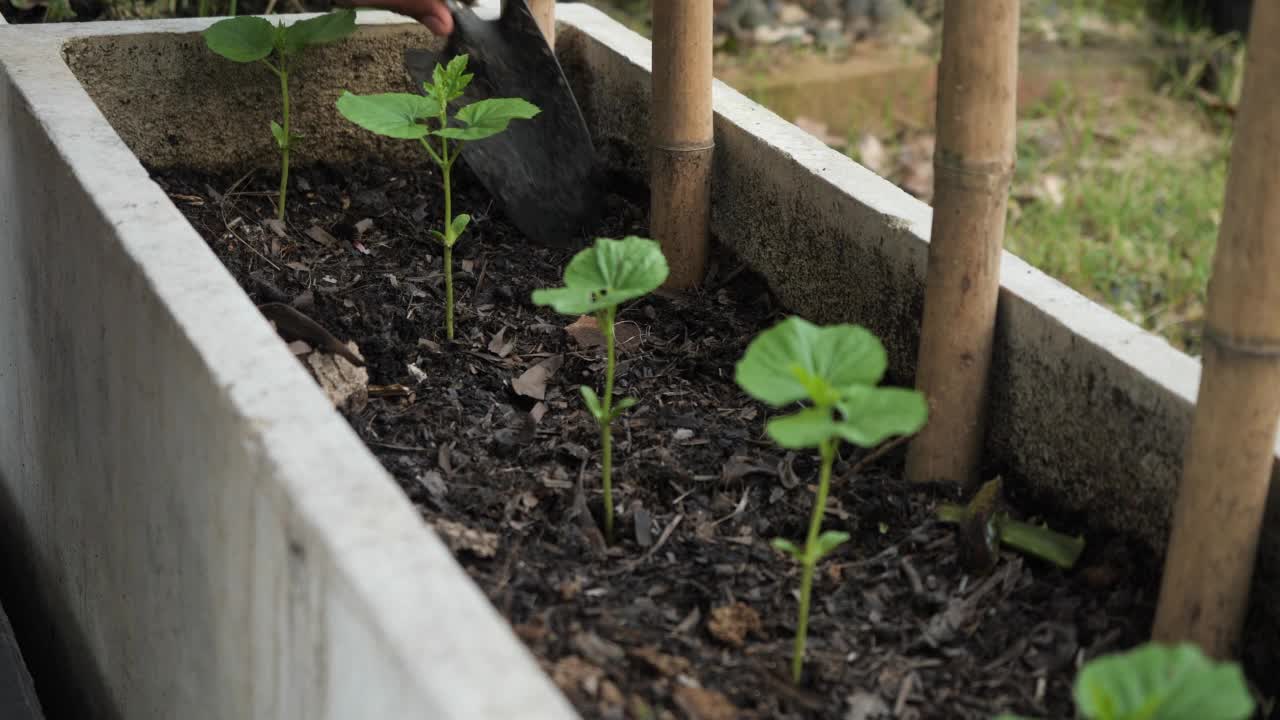 近距离的农夫在植物里播种泥土视频素材