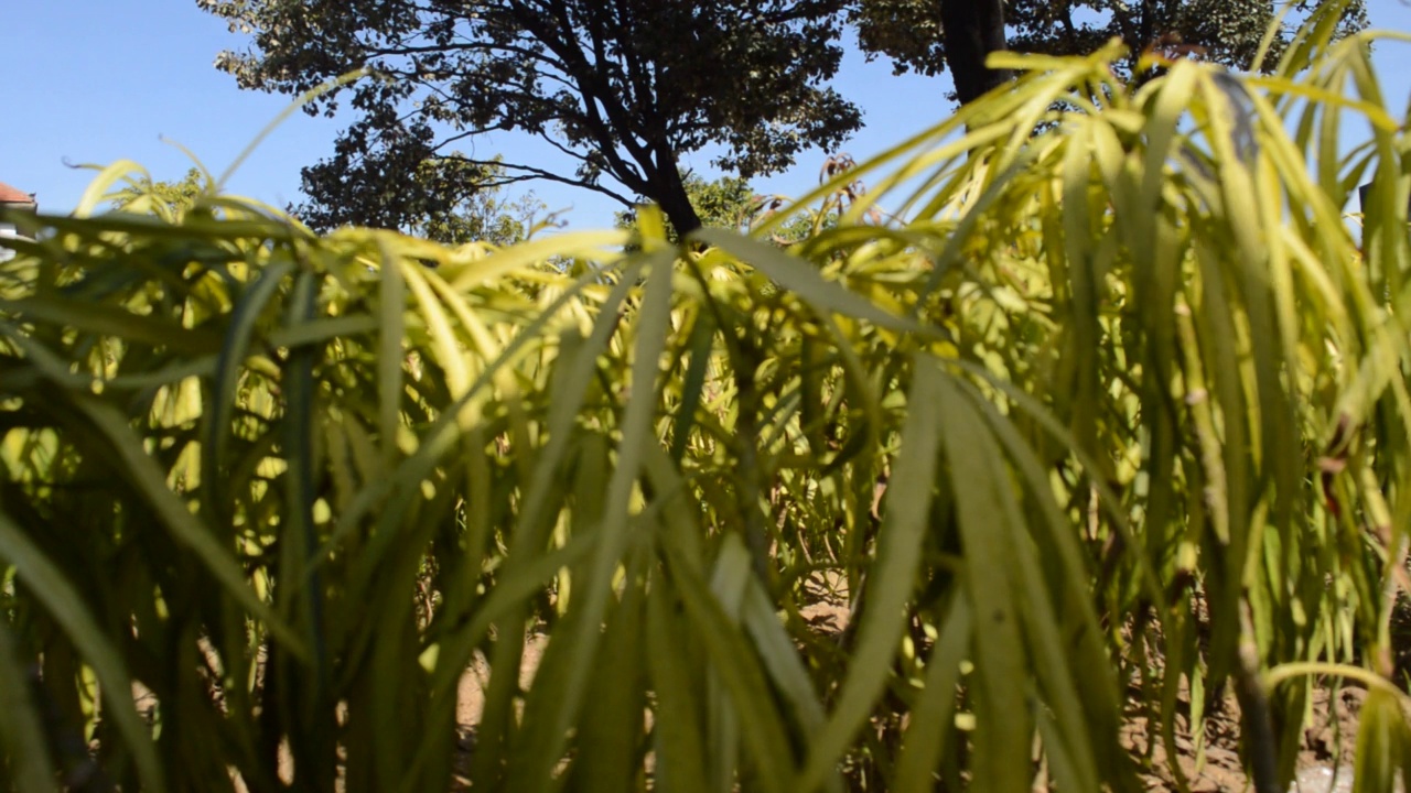 装饰植物视频素材