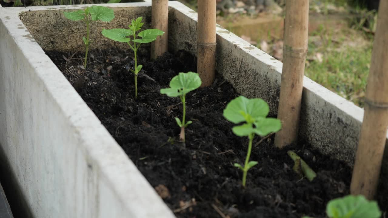 近景农夫在植物里用手浇蔬菜视频素材