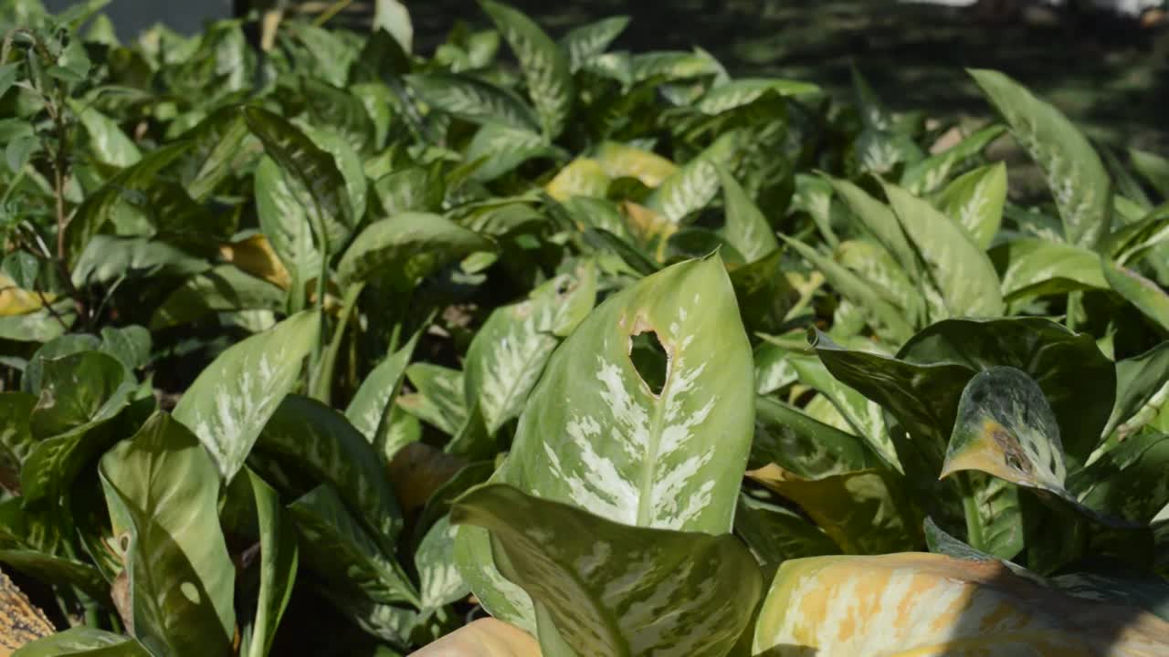 装饰植物视频素材