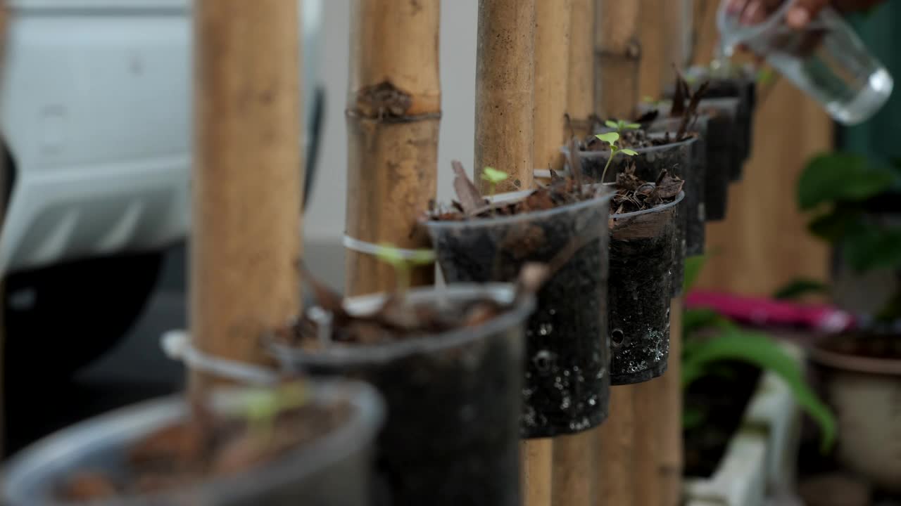 近景农夫在植物里用手浇蔬菜视频素材