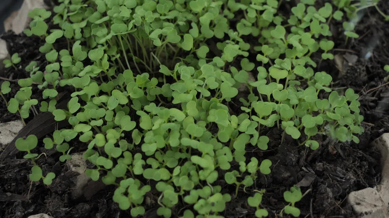 近景农夫在植物里用手浇蔬菜视频素材