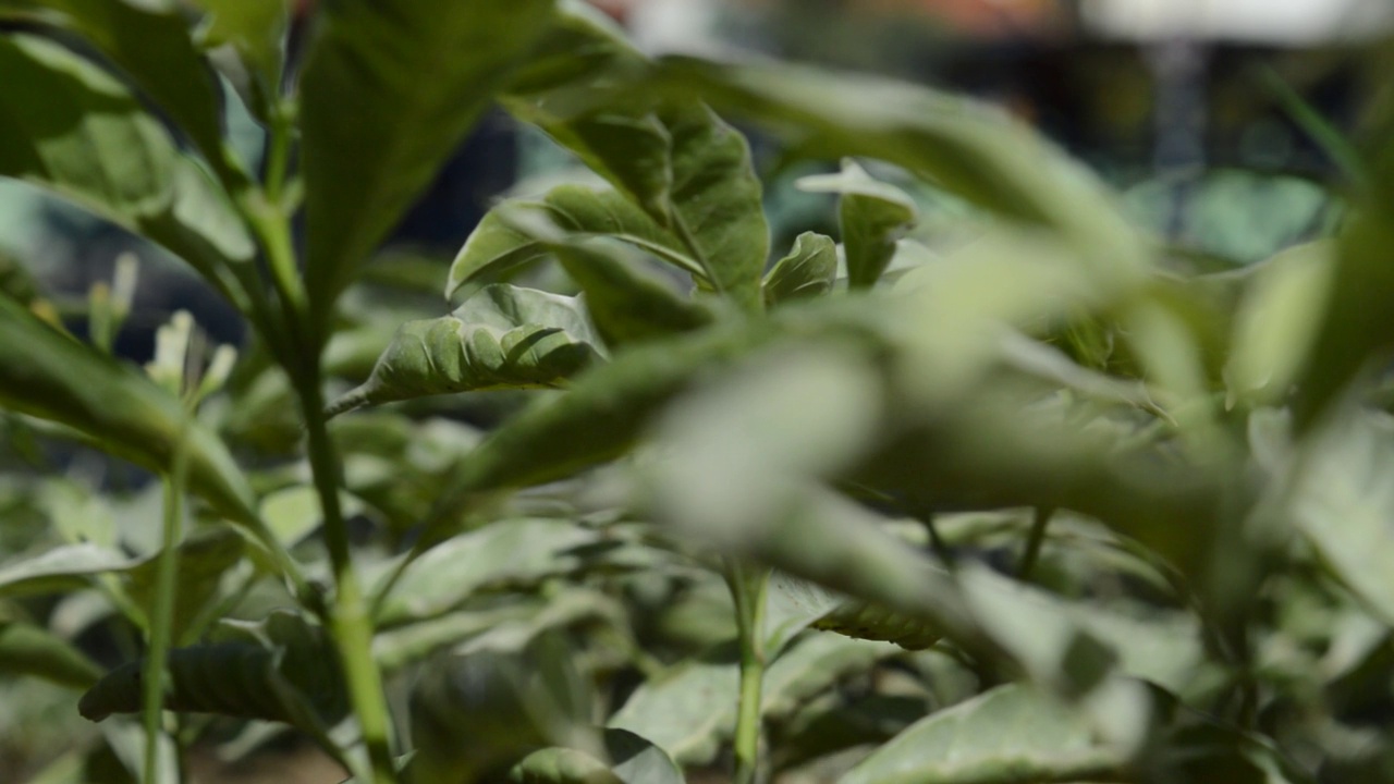 装饰植物视频素材