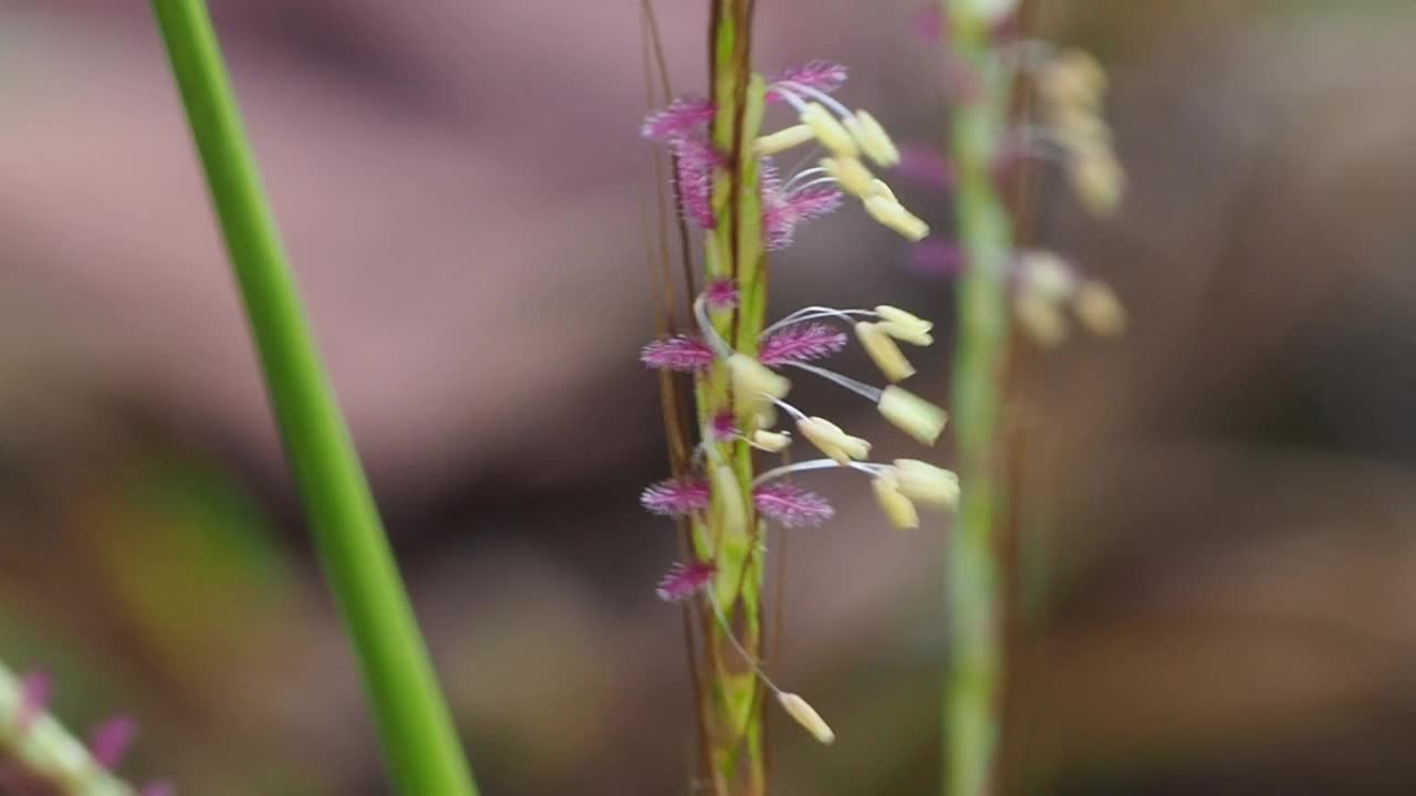 花粉的草视频素材