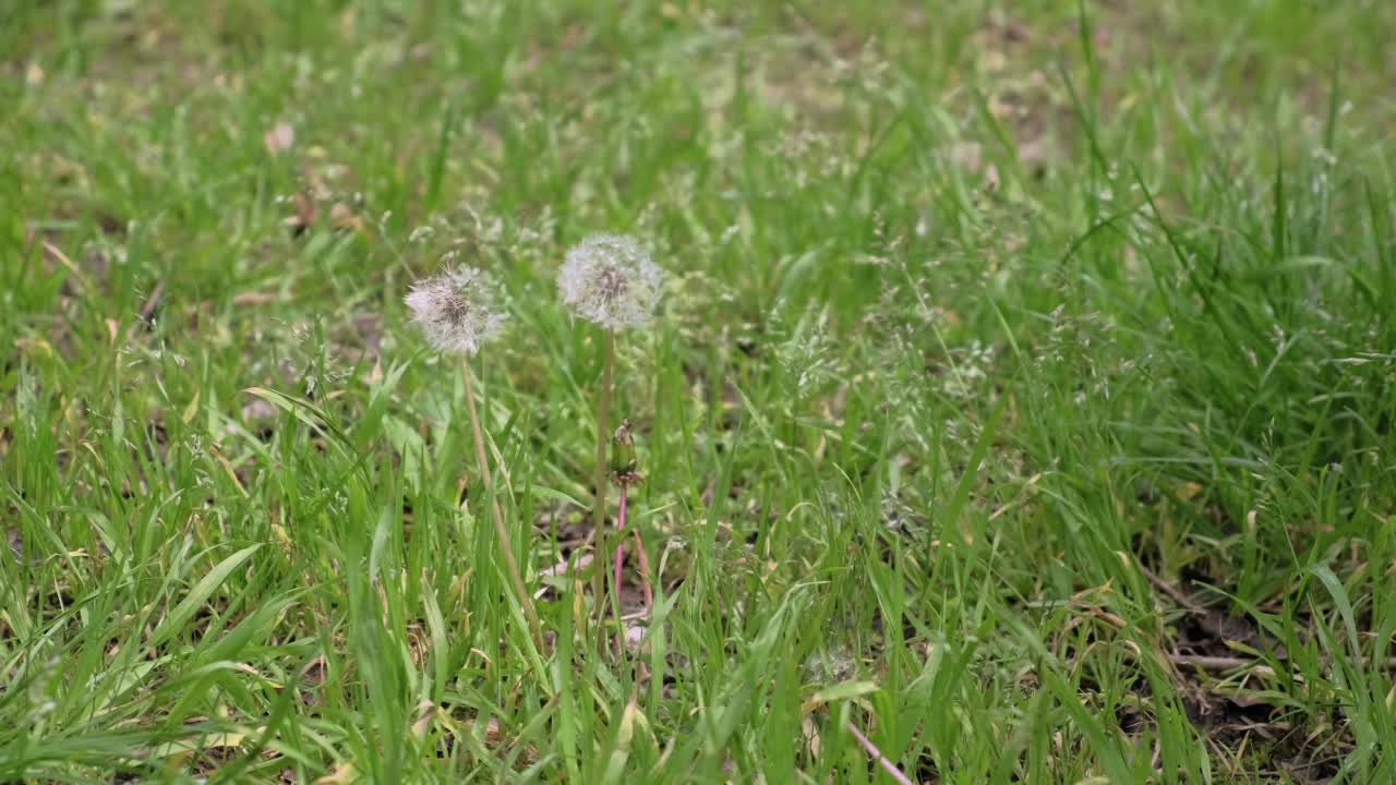 草地上的蒲公英花头视频素材