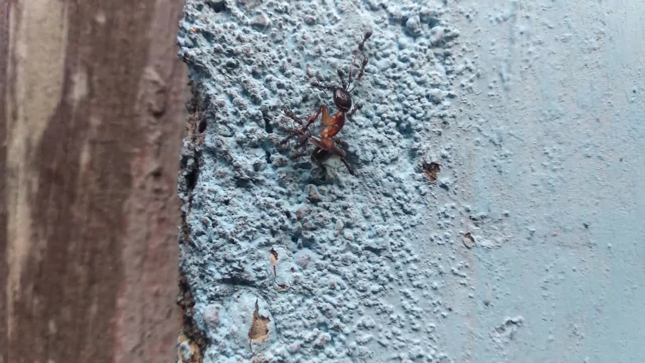 蚂蚁在墙上爬行的特写镜头。家庭环境中的小昆虫。视频下载