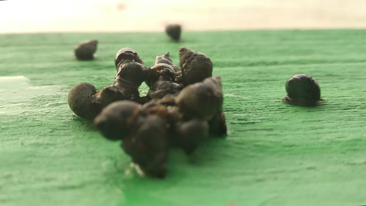 几十只水蜗牛(Pila ampullacea)在绿色的地板上爬行视频下载