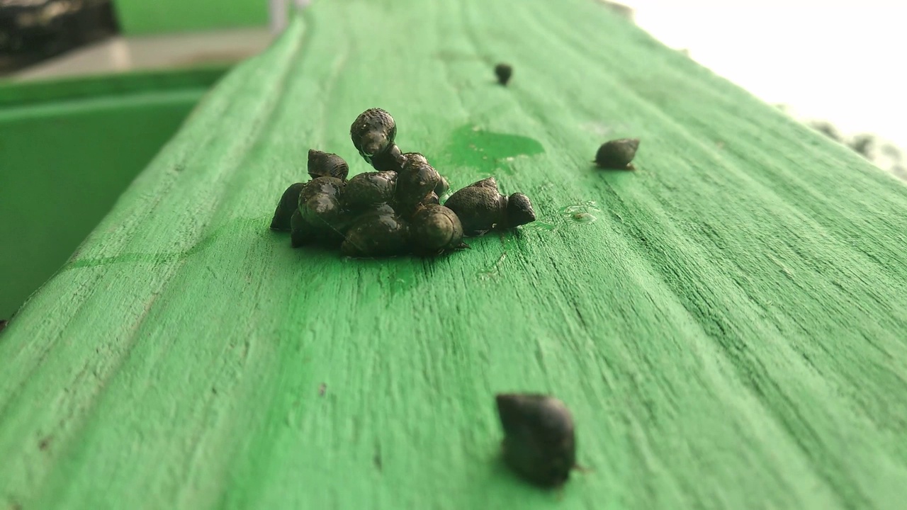 几十只水蜗牛(Pila ampullacea)在绿色的地板上爬行视频下载