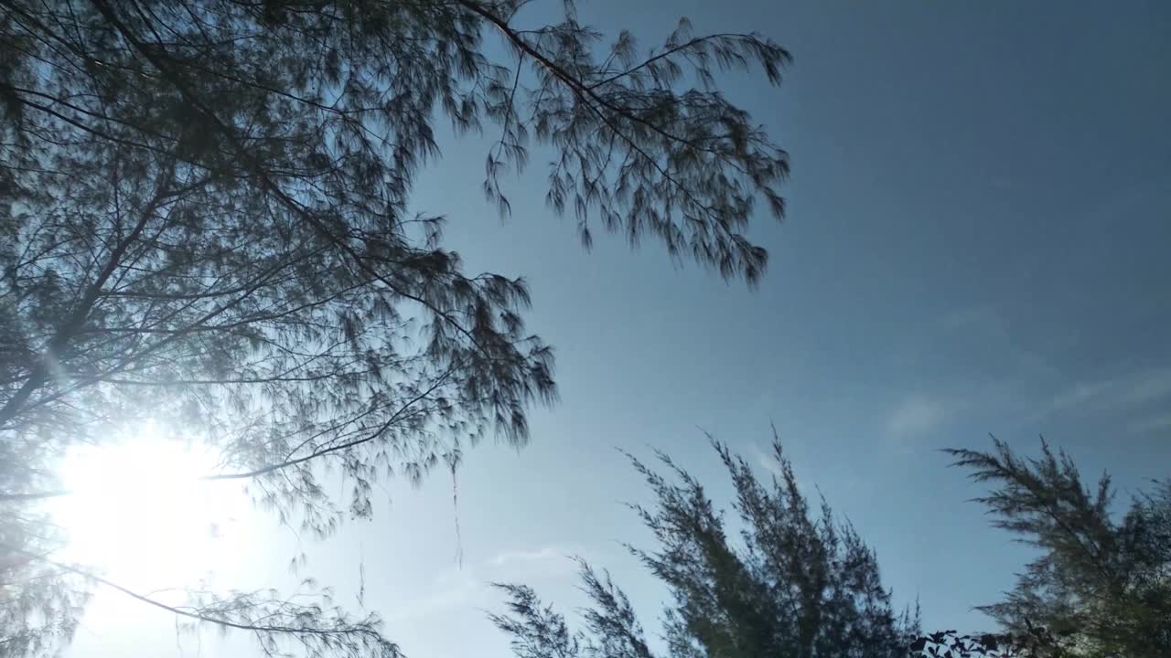 阳光穿过树木和树叶，高清视频，白天，圆形镜头视频下载