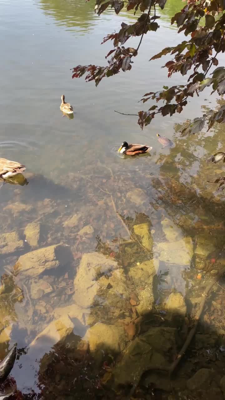 鸭子在阳光明媚的日子里在河里游泳视频素材