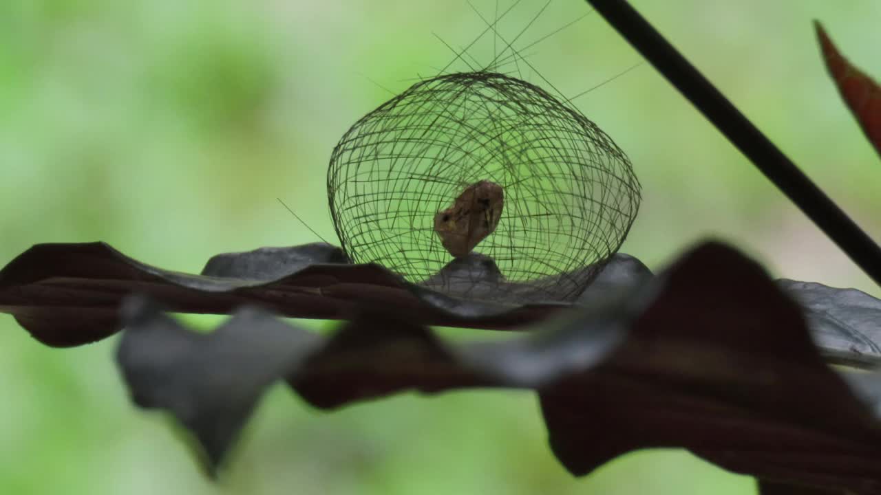 茧的蝴蝶视频素材