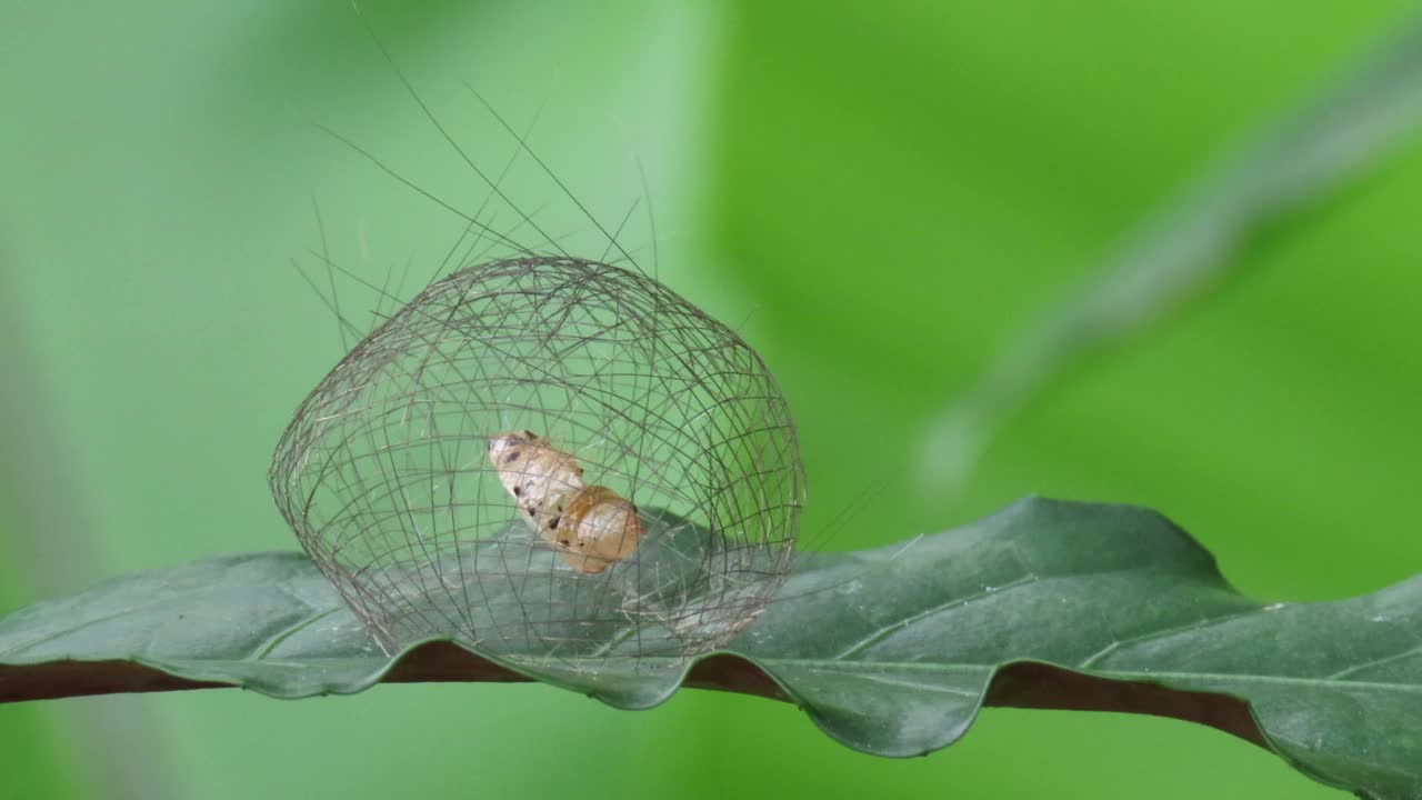 茧的蝴蝶视频素材