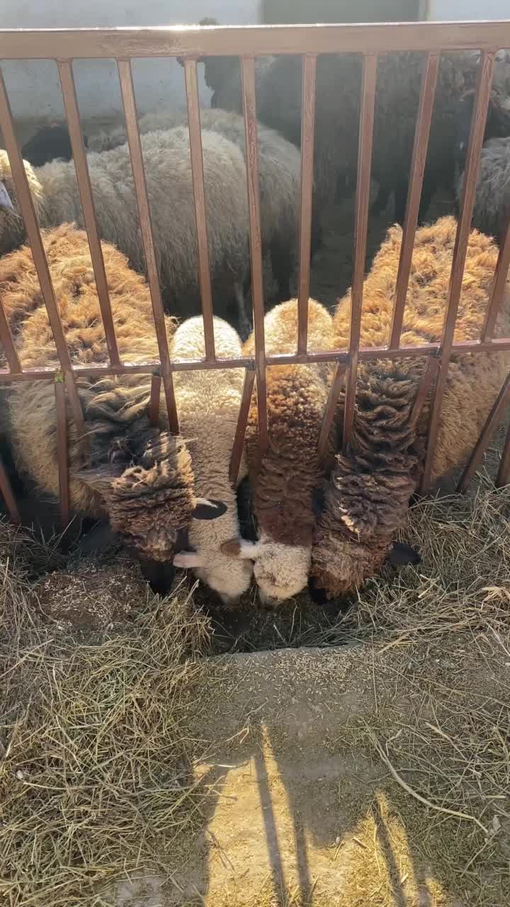 羊在晴天吃东西视频素材