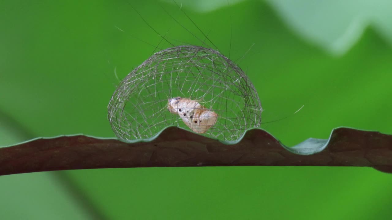 茧的蝴蝶视频素材