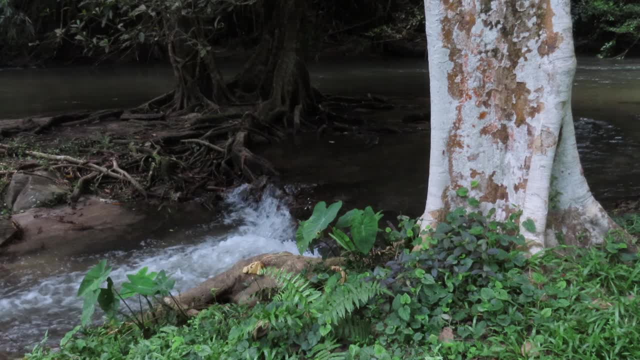 在雨林中流动的溪水视频素材