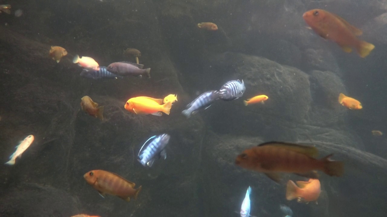 浅滩水族鱼在水族馆与黑色背景视频素材