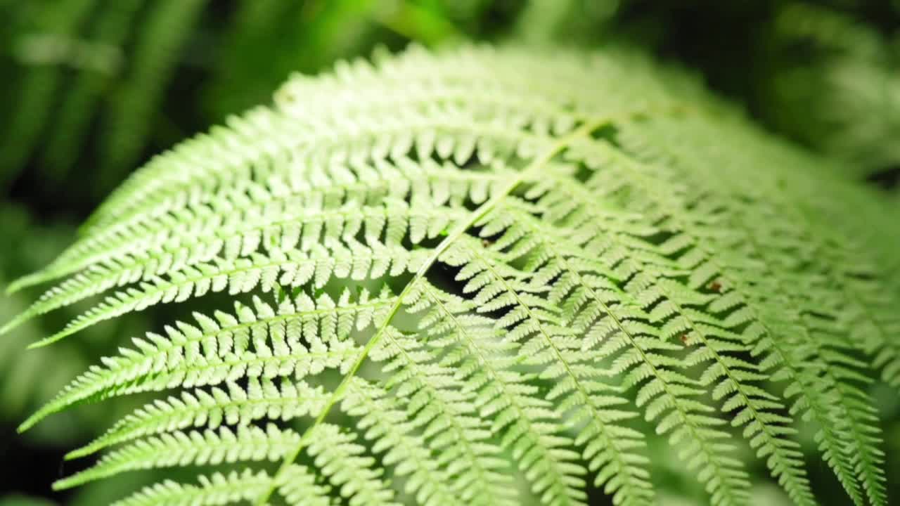 绿色蕨叶特写。自然背景，森林中的植物。一片雕刻过的蕨类植物叶子在阳光下随风摇曳。慢动作视频素材