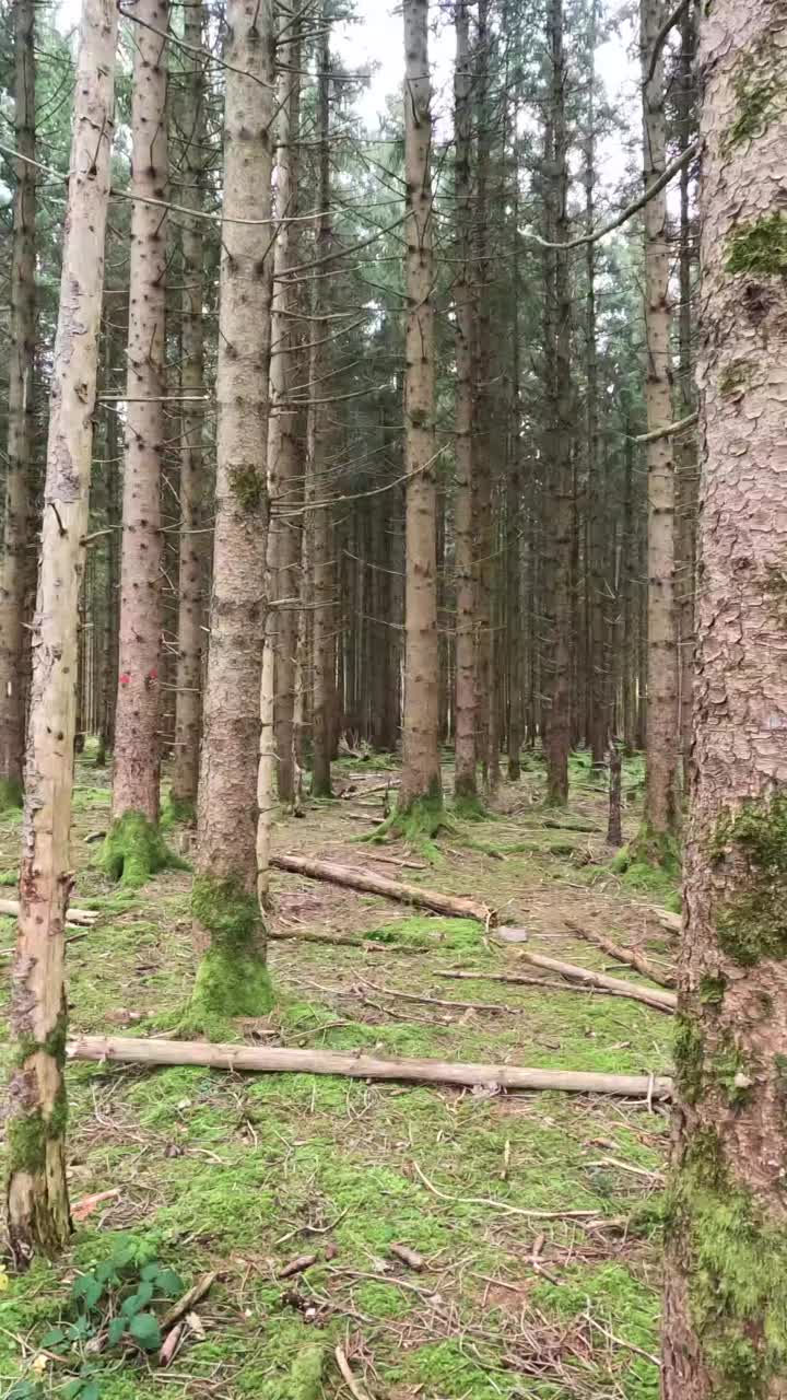 茂密高大的针叶林视频素材