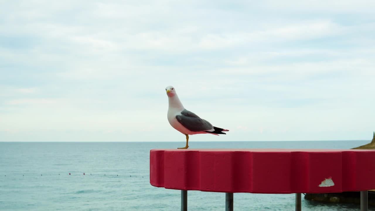 大海背景上的海鸥。令人惊叹的风景。视频素材