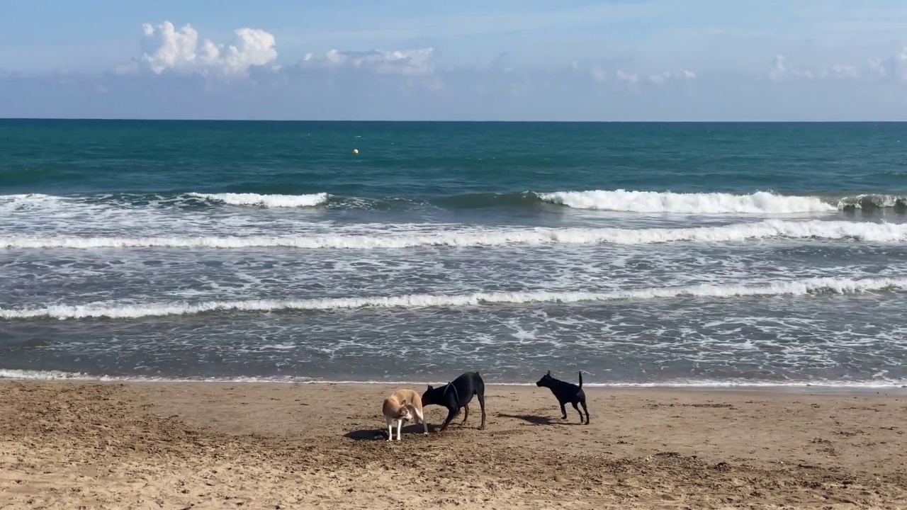 狗在海滩上玩耍视频素材