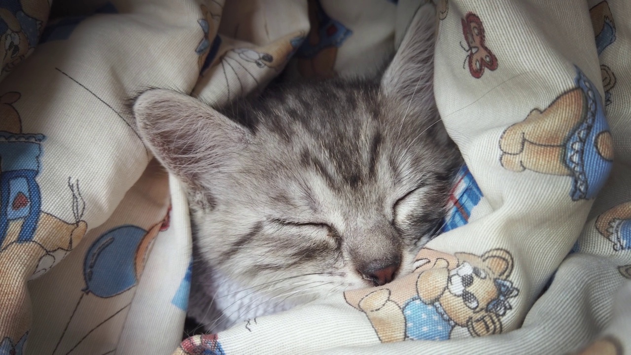 可爱的小花猫安详地睡在家里柔软的毯子上视频素材