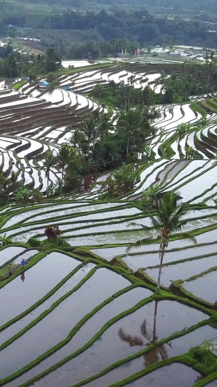 垂直空中视频在一个惊人的景观稻田Jatiluwih水稻梯田，巴厘岛，印度尼西亚。视频素材