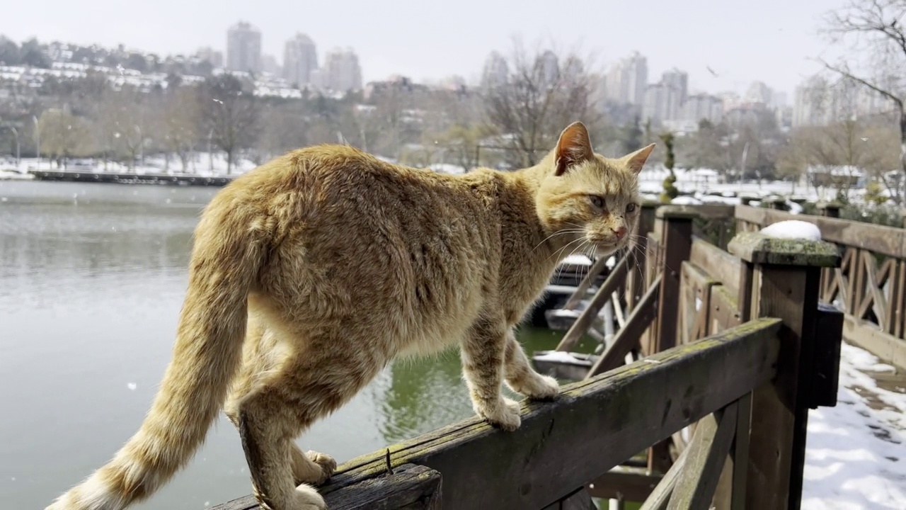 公园里的猫视频素材