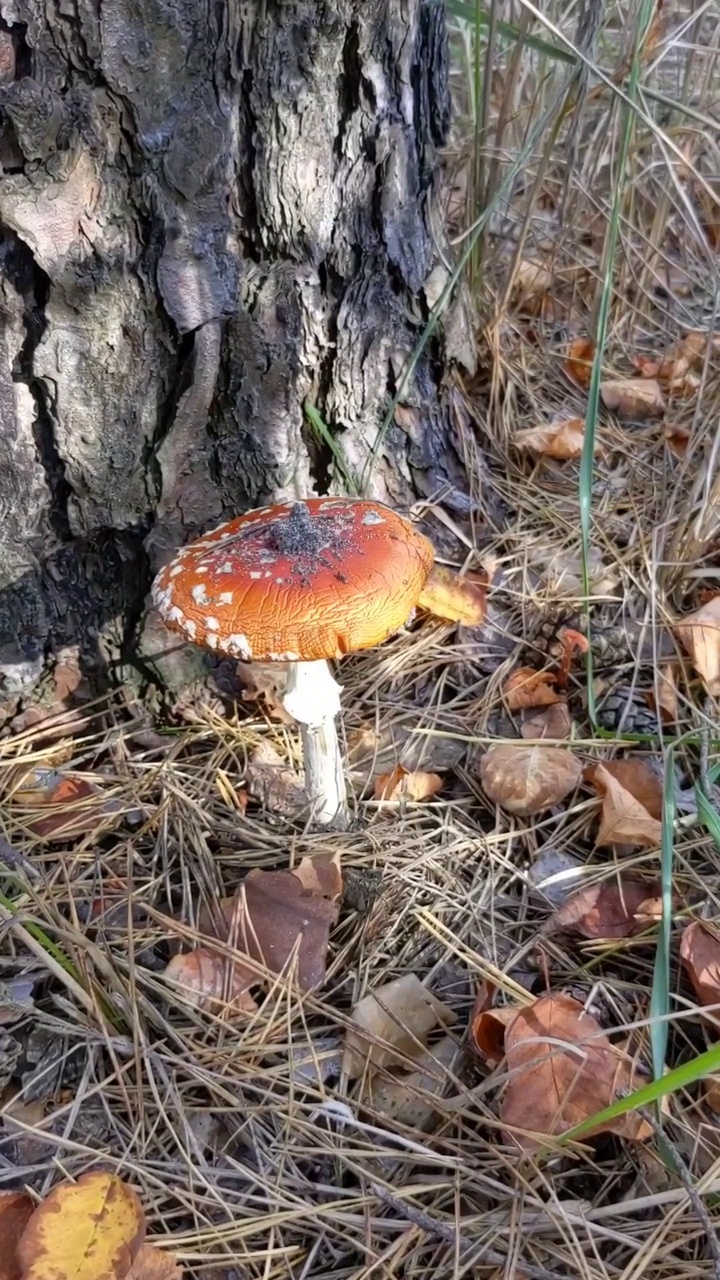 森林里地面上的小飞木耳菇视频素材