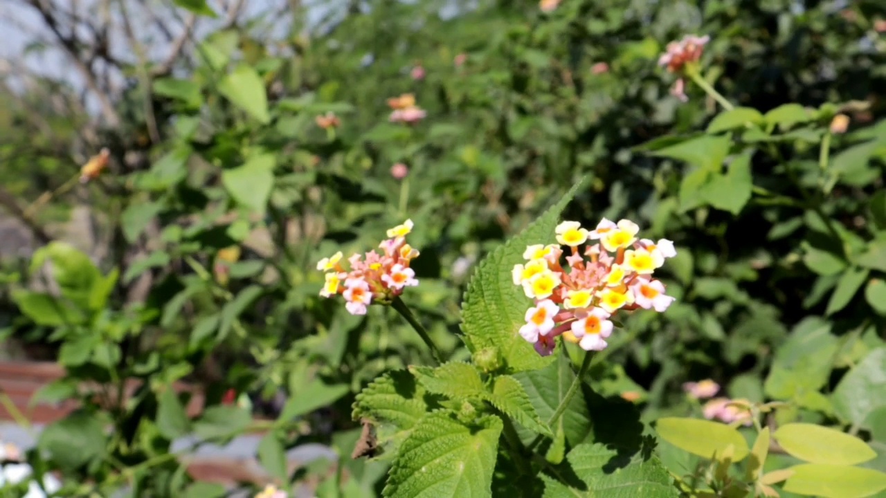 兰塔纳卡马拉花植物。视频素材