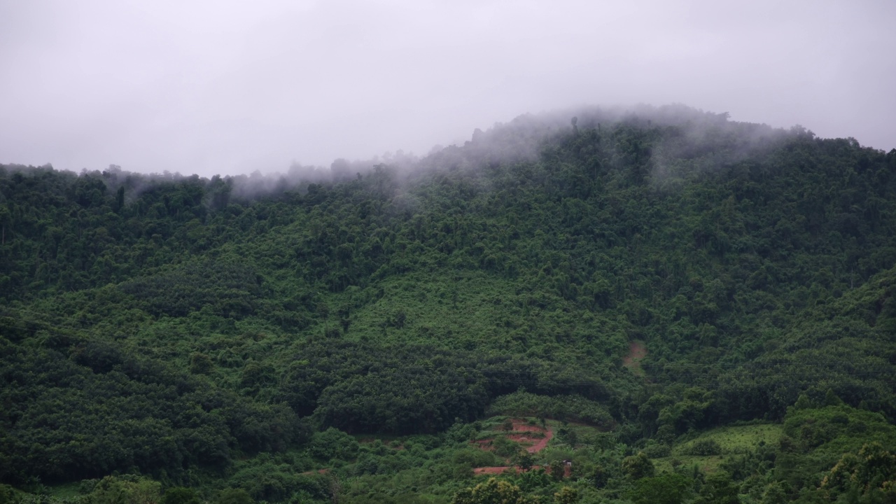 雾天，一只鸟飞过绿叶、雨林和山丘的风景视频素材