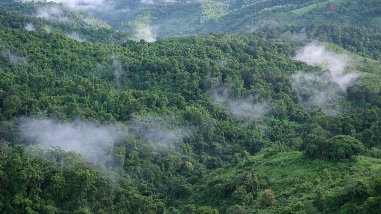 雾在绿色的雨林和山丘上缓慢移动视频素材