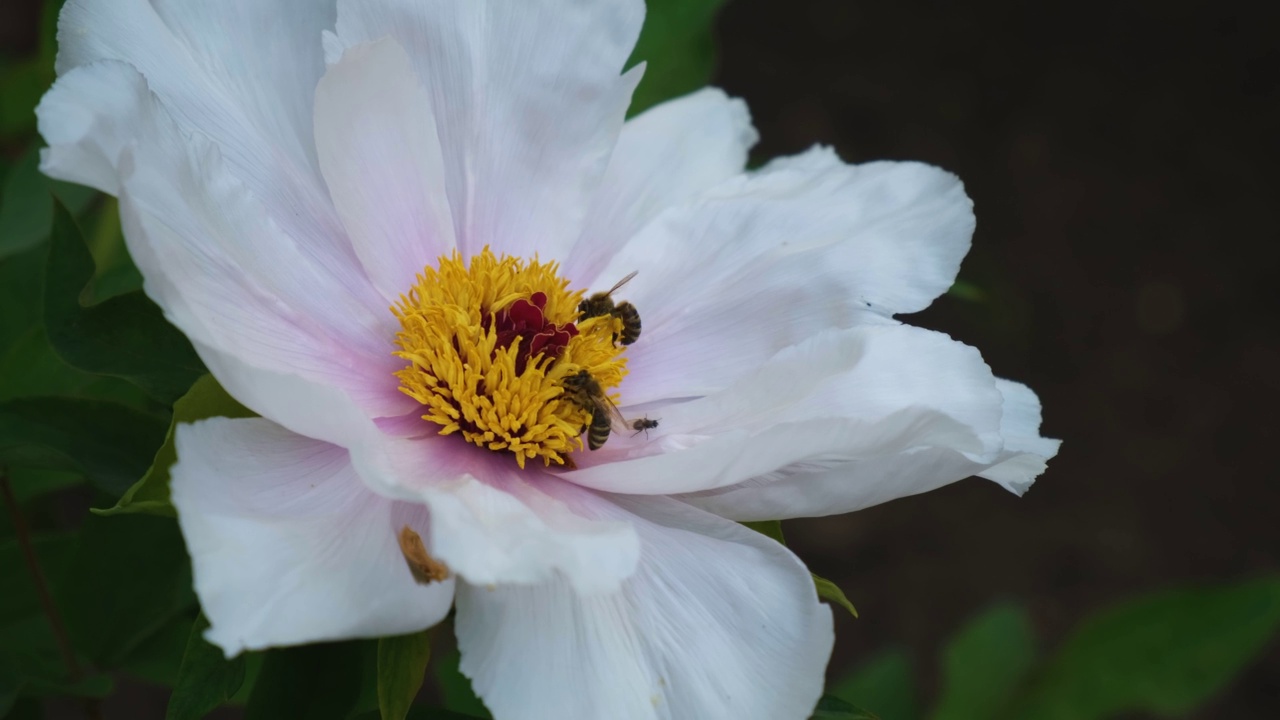 蜜蜂是牡丹花。视频素材