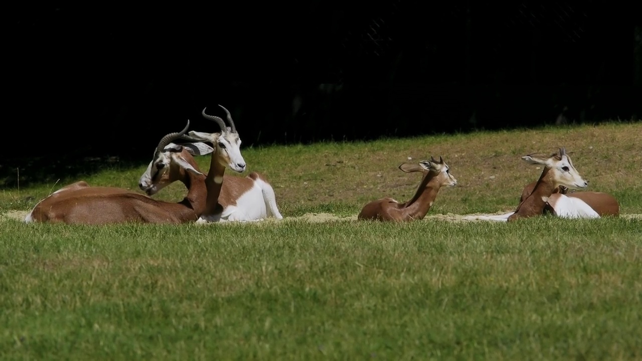 Dama gazelle, Gazella Dama mhorr或mhorr gazelle是瞪羚的一种。视频素材