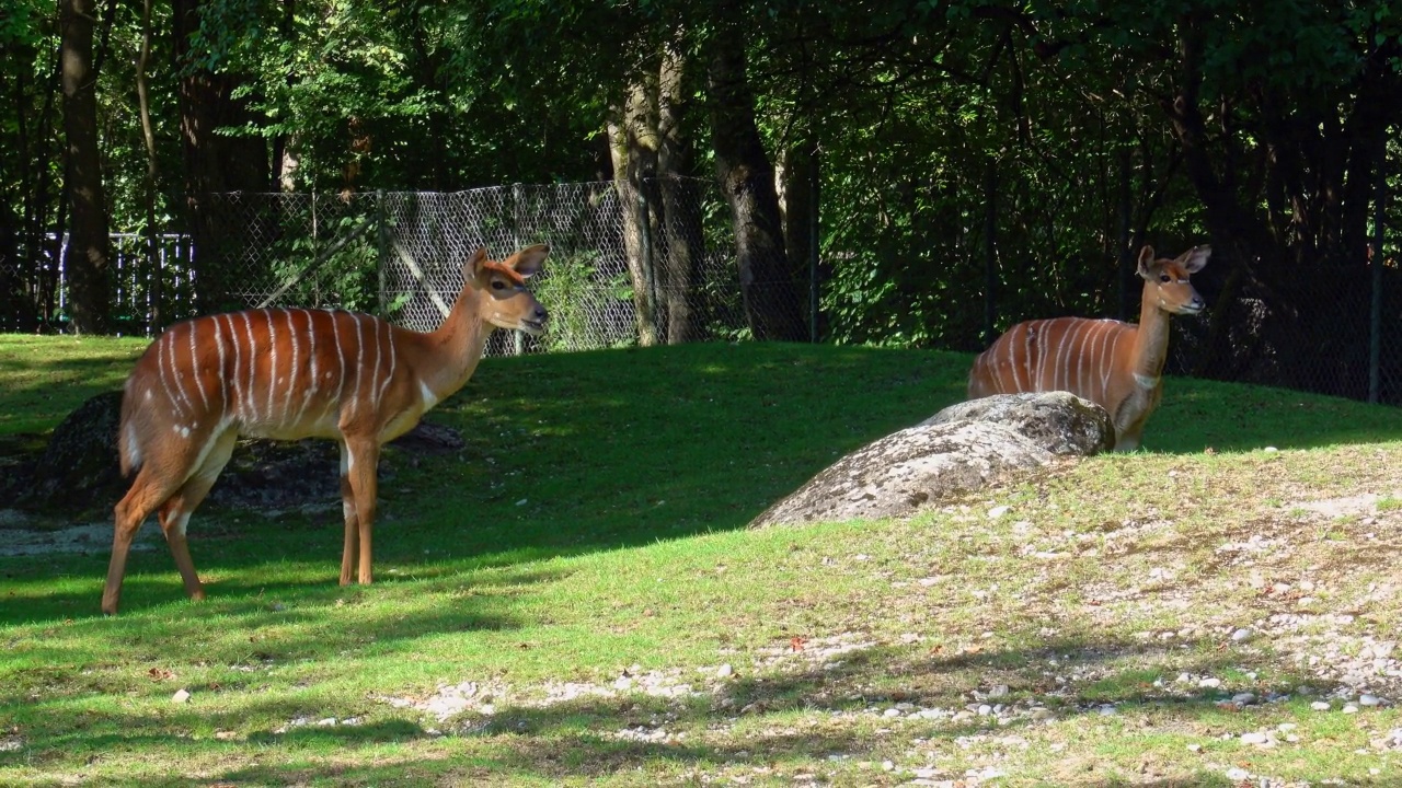 nyala, Tragelaphus angasii是一种螺旋角羚羊，原产于非洲南部。视频素材