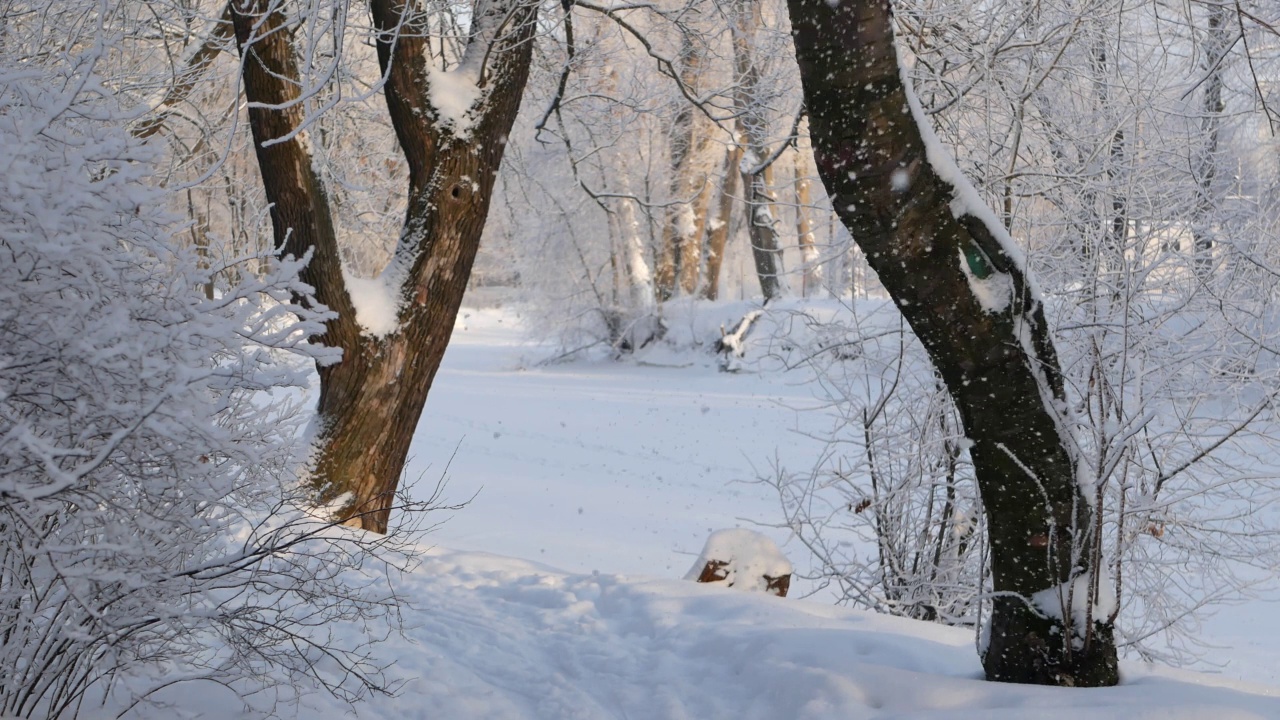 冬天的风景——白雪覆盖的公园，美丽的树木，覆盖着白霜。视频素材