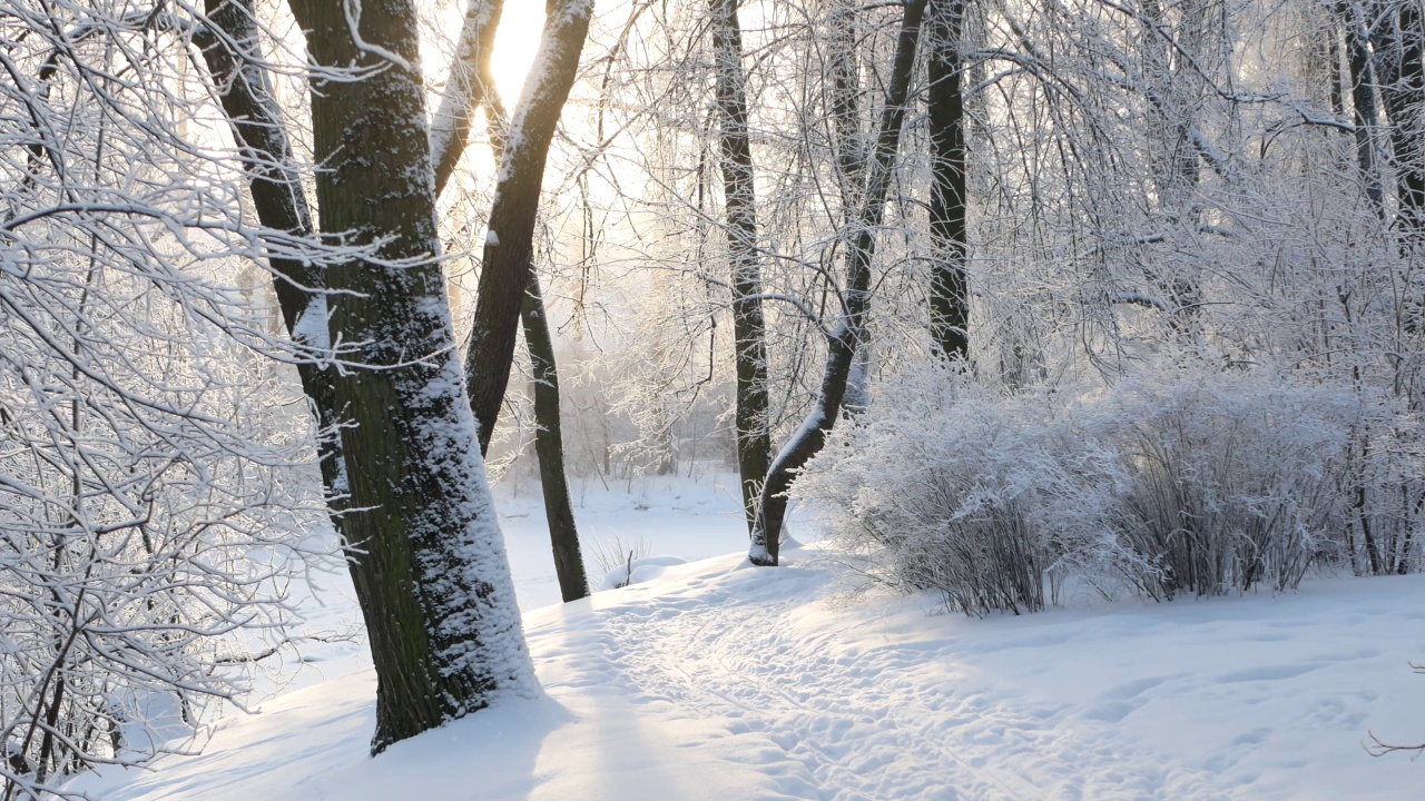 冬天的风景——白雪覆盖的公园，美丽的树木，覆盖着白霜。视频素材