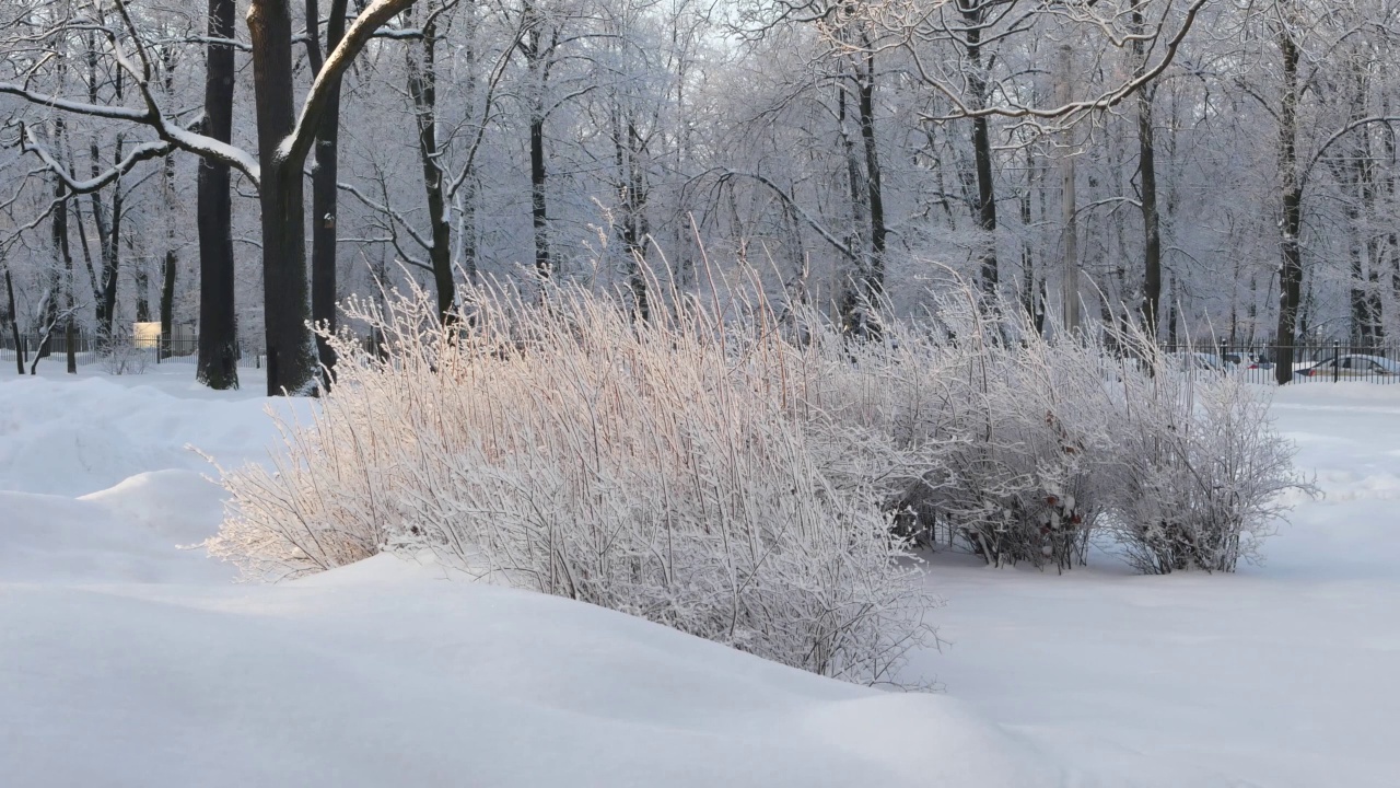 冬天的风景——白雪覆盖的公园，美丽的树木，覆盖着白霜。视频素材