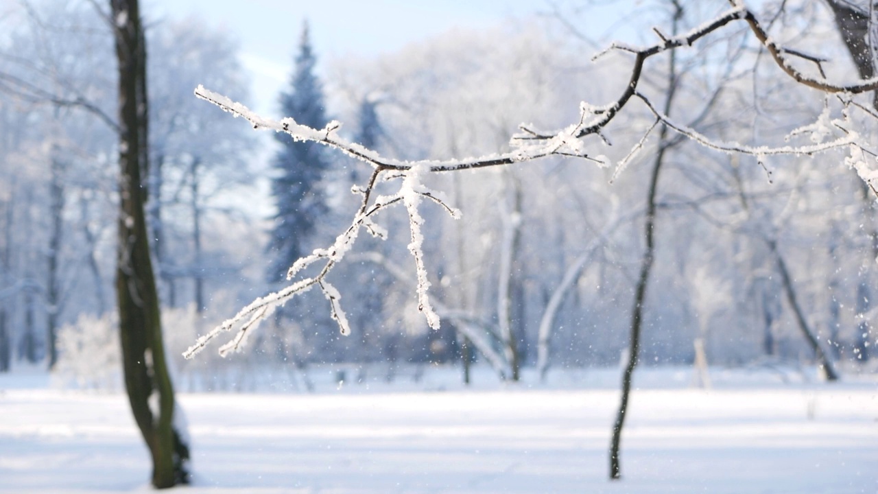 冬天的风景——白雪覆盖的公园，美丽的树木，覆盖着白霜。视频素材