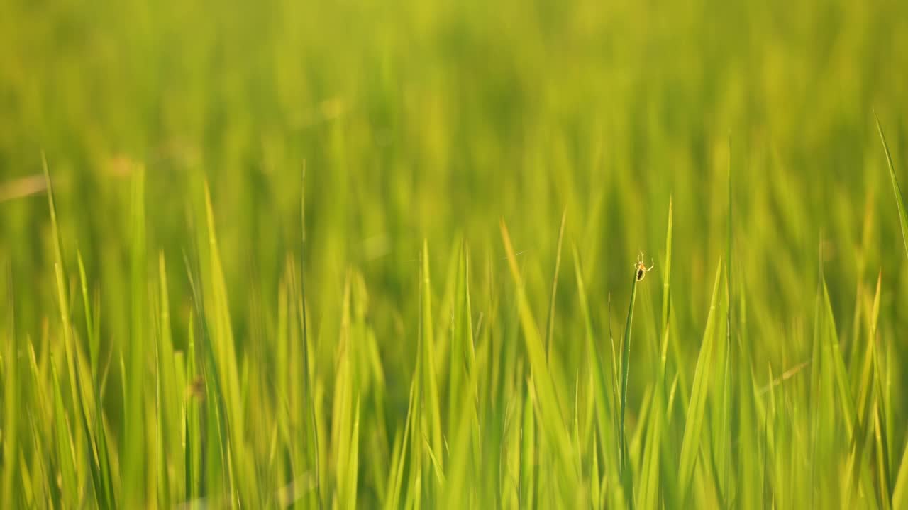 自然美乡村阳光上的稻田，乡村有机种植视频素材