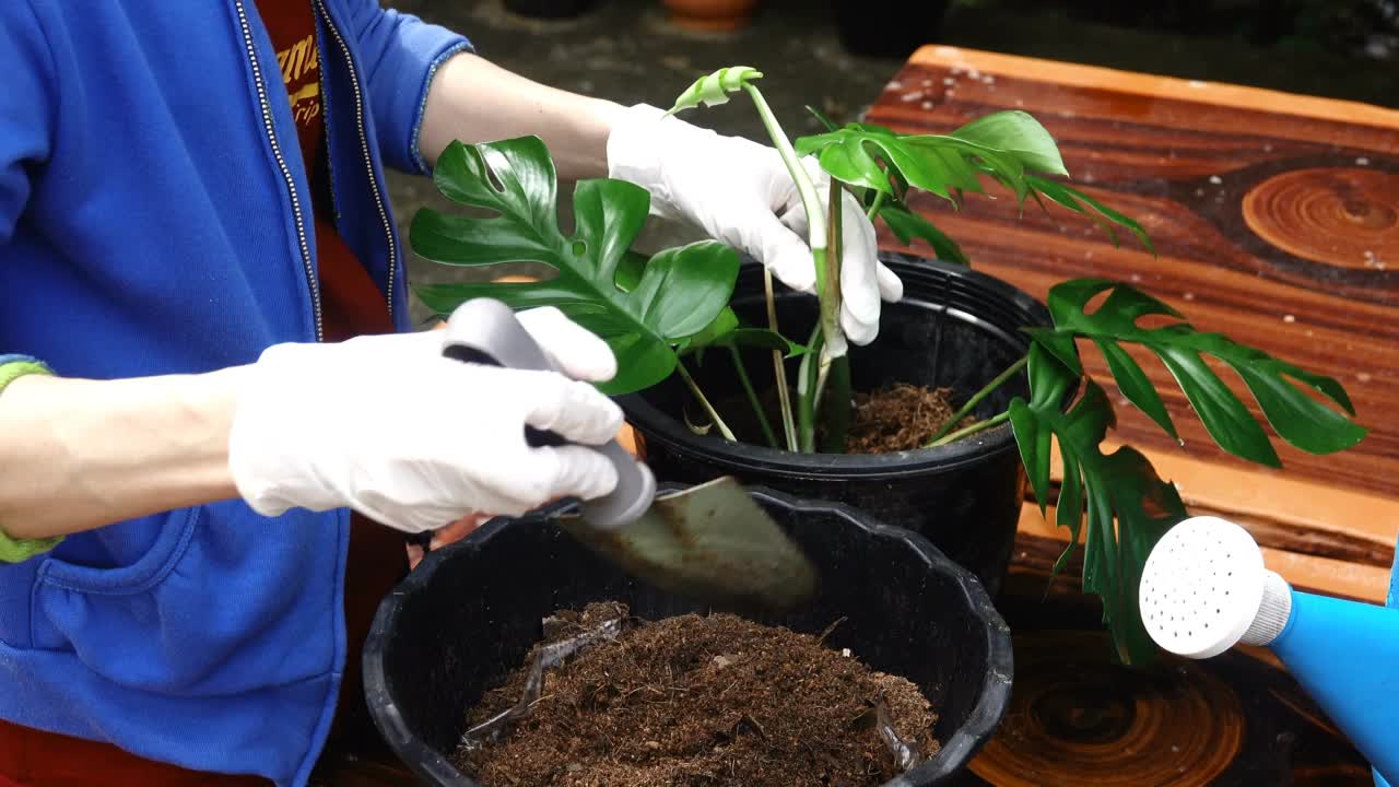 女人在花盆里种树视频素材