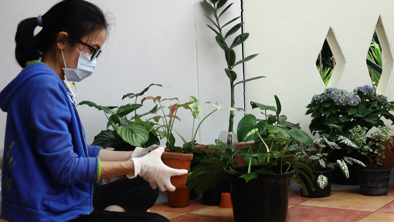 女人在花盆里种树视频素材