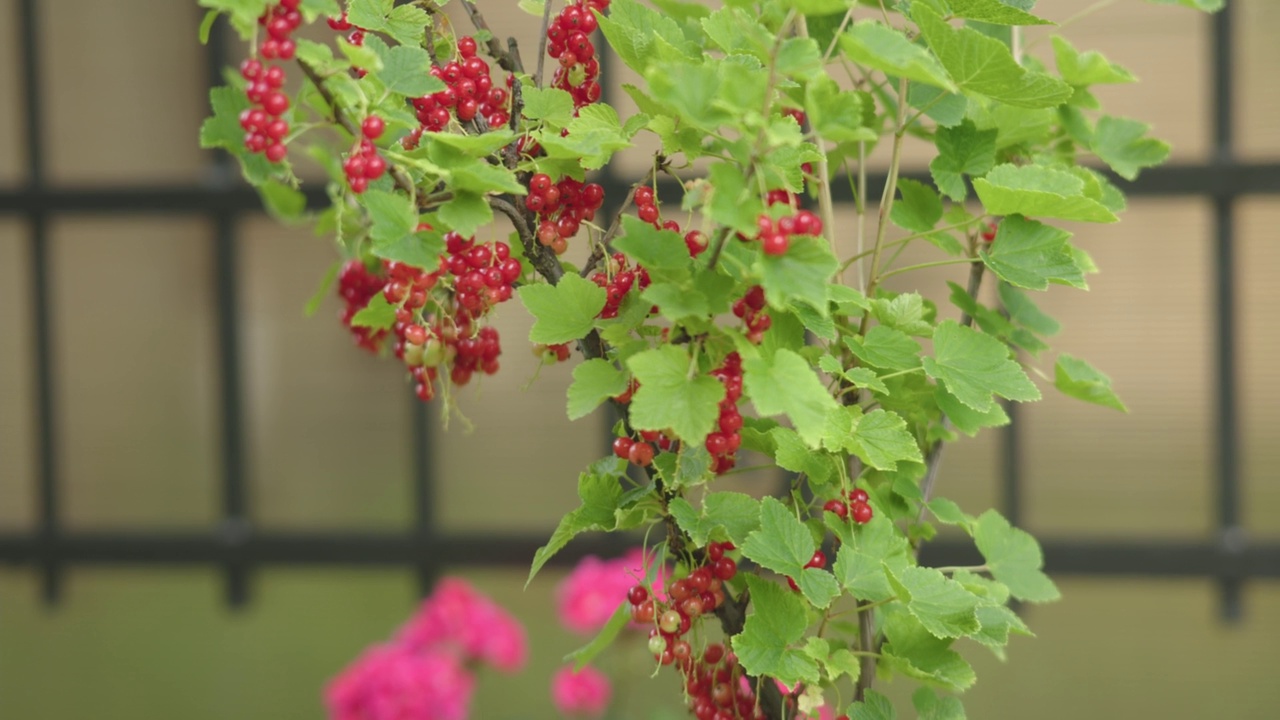 红和白醋栗浆果在绿色灌木成熟夏季浆果挂枝视频素材
