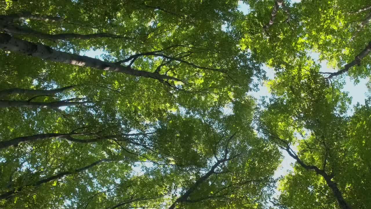 在蓝色的天空下，落叶的绿色森林中摇曳的树梢。视频下载