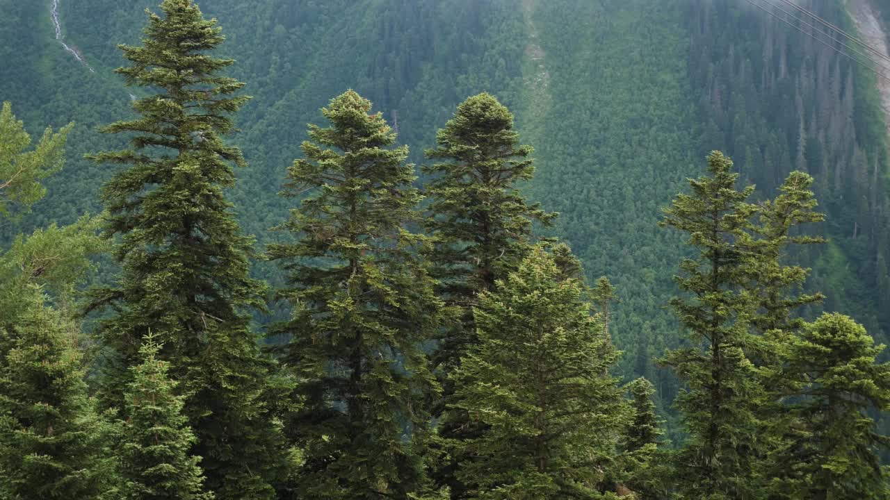 在大雾弥漫的夏日里，缆车可以穿过柬埔寨的针叶林和高山。视频素材