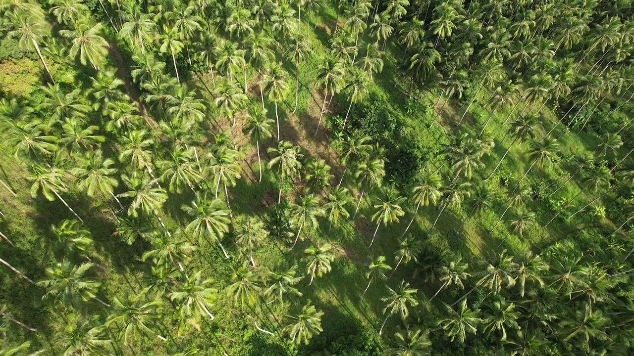 从上面看椰子种植园。视频下载