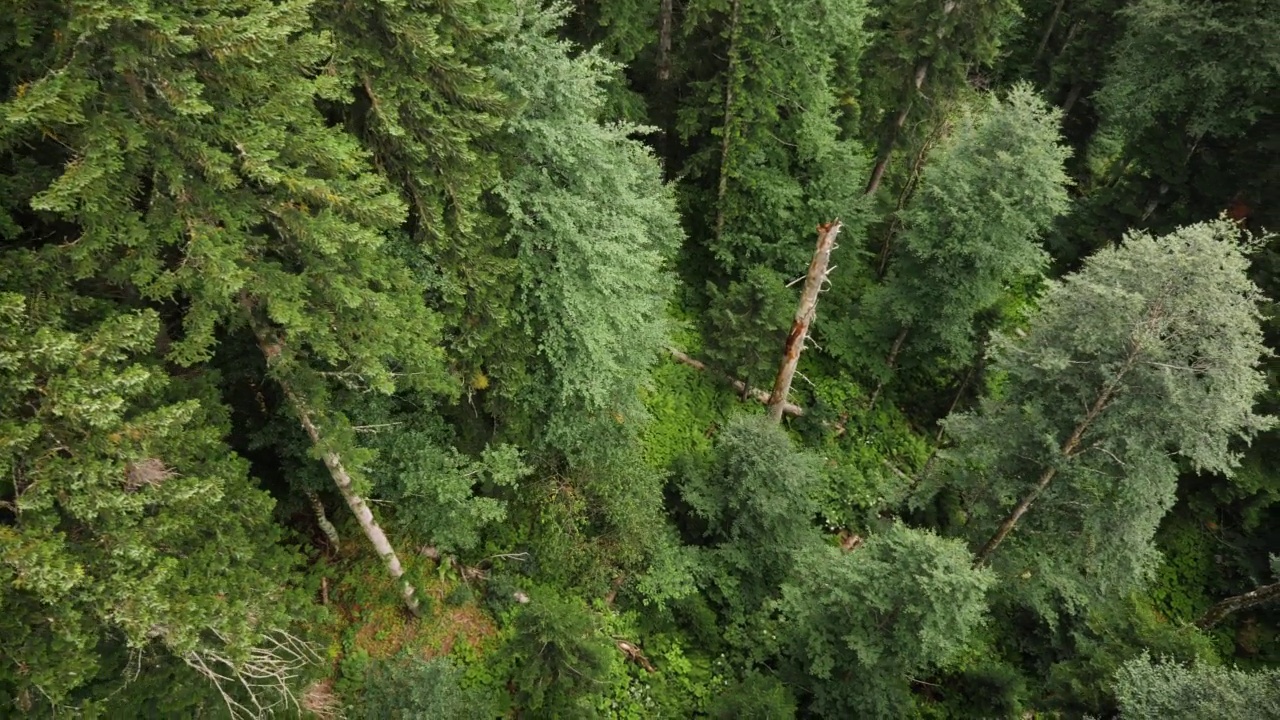 在大雾弥漫的夏日里，缆车可以穿过柬埔寨的针叶林和高山。视频素材