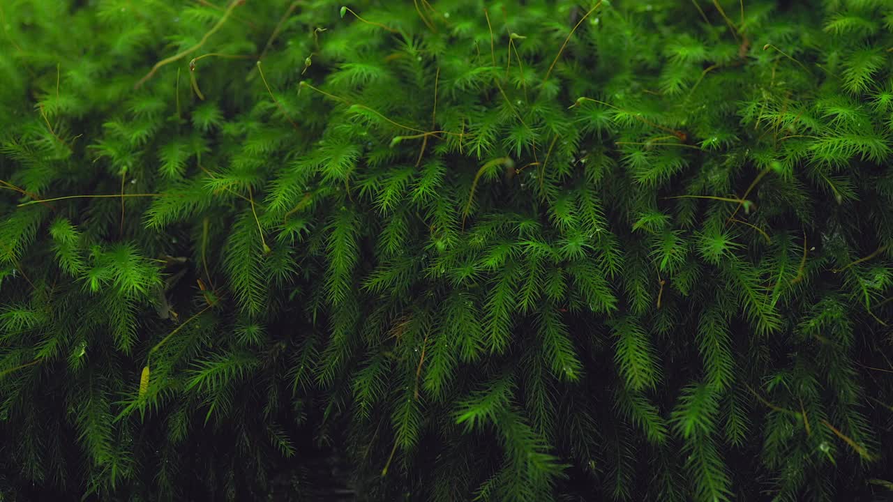 微距镜头显示苔藓的细节。视频下载