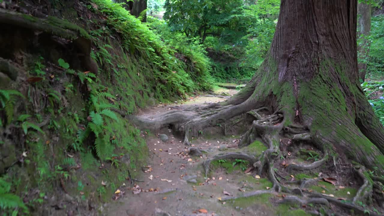 热带花园中的土路。视频素材