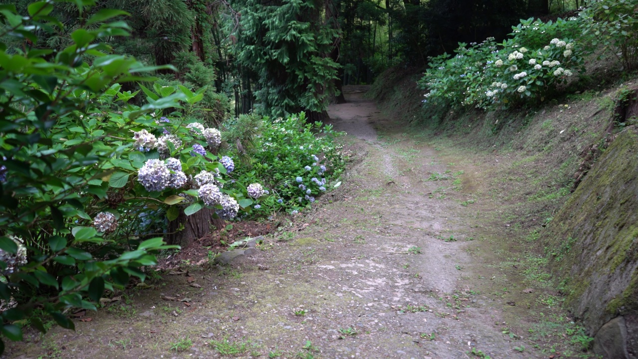 热带花园中的土路。视频素材